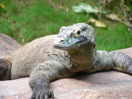 Dragon du Komodo
