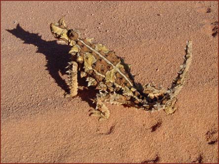 Lézard Cornu