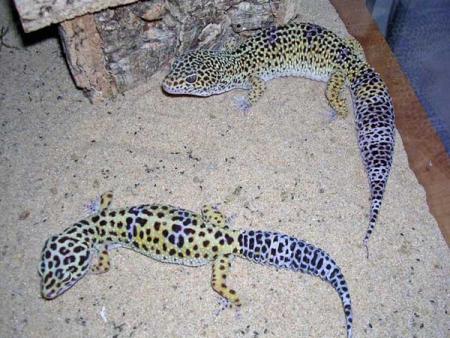 Gecko Léopard