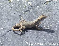 Lézard a queue Courbée