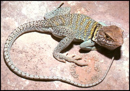 Lézard à Collier