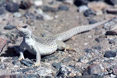 Iguane du désert
