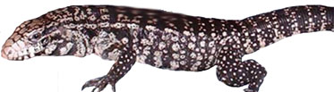 Tegu Commun