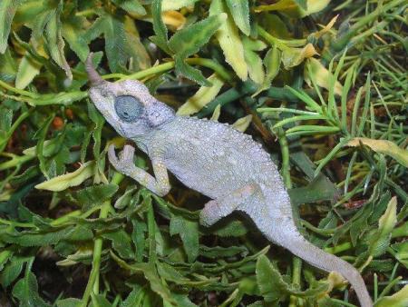 Caméléon de Jackson