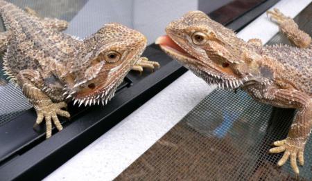 Dragon Barbu