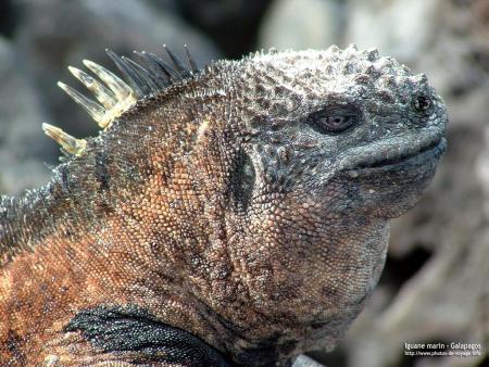 Iguane Marin des Galapagos