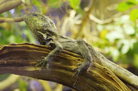 Lézard à Collorette
