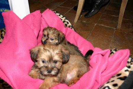 Bonny and Clyde